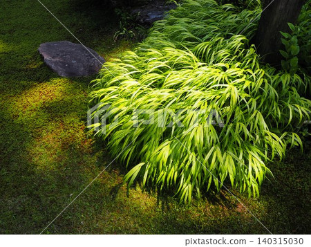 Greenery and moss-covered rocks, dappled with sunlight filtering through the trees. Greenery and moss-covered rocks, dappled with sunlight filtering through the trees. 140315030