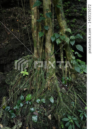Okinawa Prefecture, Iriomote Island, Kura Cave Okinawa Prefecture, Iriomote Island, Kura Cave 140315072