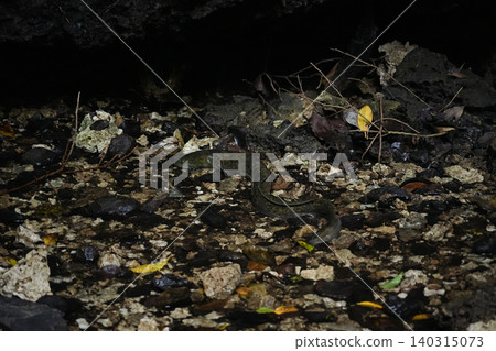 Okinawa Prefecture, Iriomote Island, Kura Cave, Giant Eel Okinawa Prefecture, Iriomote Island, Kura Cave, Giant Eel 140315073