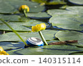 Close up photo of a pond with green lily pads and yellow water lilies in bloom. 140315114