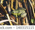 Close up photo of a green frog resting among brown reeds and stems in shallow water. 140315115