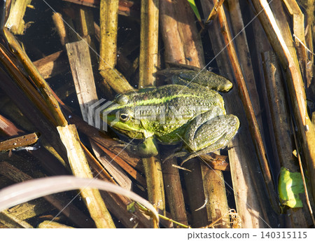 Close up photo of a green frog resting among brown reeds and stems in shallow water. Close up photo of a green frog resting among brown reeds and stems in shallow water. 140315115
