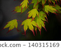 Japanese maple 140315169
