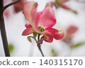 Red dogwood flowers 140315170