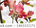 Red dogwood flowers 140315171