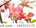 Red dogwood flowers 140315172
