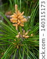 Black pine flowers 140315173