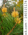 Black pine flowers 140315174