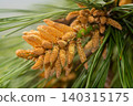 Black pine flowers 140315175