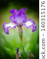 German iris flower 140315176
