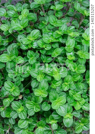 peppermint peppermint 140315207