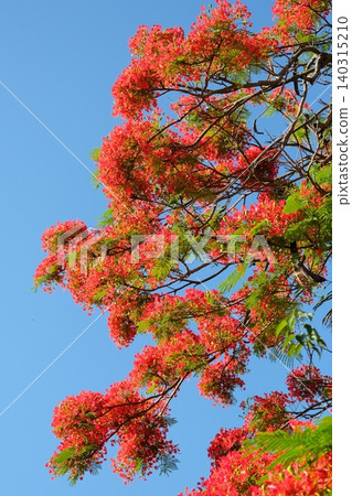 Phoenix Flower Phoenix Flower 140315210