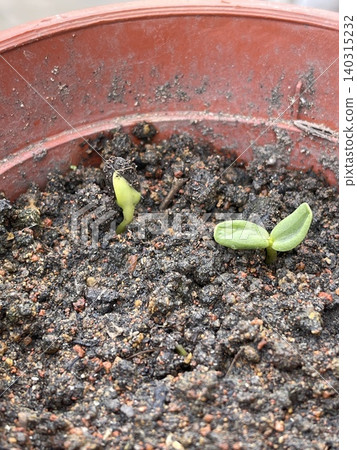 Young Sunflower Seedlings Emerging From Soil In Plastic Pot Young Sunflower Seedlings Emerging From Soil In Plastic Pot 140315232
