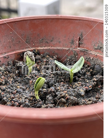 Young Sunflower Sprout Helianthus Annuus With Seed Shell In Pot Young Sunflower Sprout Helianthus Annuus With Seed Shell In Pot 140315309