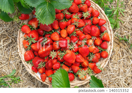 Freshly picked delicious garden strawberries presented outdoors. Beautiful red berries in a woven container contrast with lush green leaves and rustic dry straw bedding Freshly picked delicious garden strawberries presented outdoors. Beautiful red berries in a woven container contrast with lush green leaves and rustic dry straw bedding 140315352