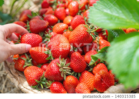 Close up of a womans hand displaying a single large, perfect ripe red strawberry held in fingers. In the background, a massive heap of freshly harvested sweet berries is blurred Close up of a womans hand displaying a single large, perfect ripe red strawberry held in fingers. In the background, a massive heap of freshly harvested sweet berries is blurred 140315385