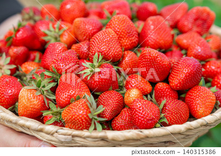 High angle view of a rustic wicker basket filled to the brim with freshly harvested ripe red strawberries with green leaves. Beautiful summer harvest presentation in natural light High angle view of a rustic wicker basket filled to the brim with freshly harvested ripe red strawberries with green leaves. Beautiful summer harvest presentation in natural light 140315386