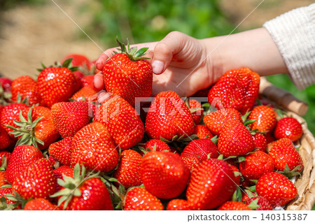 Detailed view of human fingers holding a fresh sweet organic strawberry over a heap of harvested berries in a woven container. Perfect for healthy food and farming themes, Hand picking ripe red Detailed view of human fingers holding a fresh sweet organic strawberry over a heap of harvested berries in a woven container. Perfect for healthy food and farming themes, Hand picking ripe red 140315387