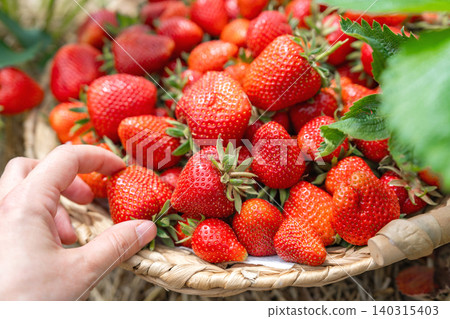 Detailed view of human fingers holding a fresh sweet organic strawberry over a heap of harvested berries in a woven container. Perfect for healthy food and farming themes, Close up of person choosing 140315403