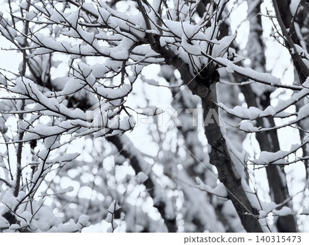 冬日的枝椏與白雪 140315473