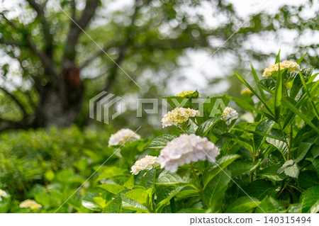 A hydrangea in the park A hydrangea in the park 140315494
