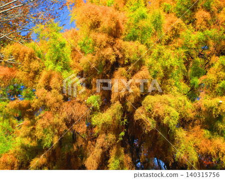A landscape of bald cypress trees with autumn foliage. A landscape of bald cypress trees with autumn foliage. 140315756