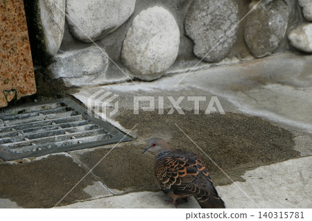 Oriental Turtle Dove drinking water from a puddle Oriental Turtle Dove drinking water from a puddle 140315781