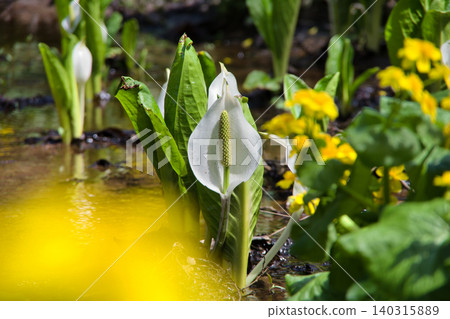 Spring in the North, a Quiet Awakening Spring in the North, a Quiet Awakening 140315889