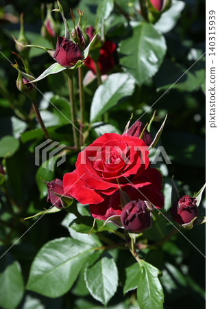 A vertical photograph of a red rose surrounded by numerous buds. A vertical photograph of a red rose surrounded by numerous buds. 140315939