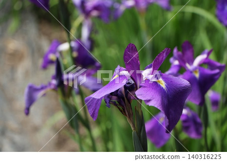 Vibrant purple irises Vibrant purple irises 140316225