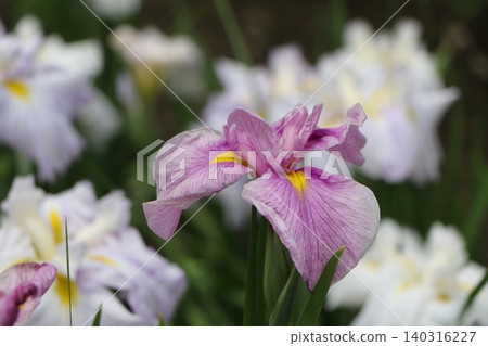 A reddish-purple iris among white flowers. 140316227