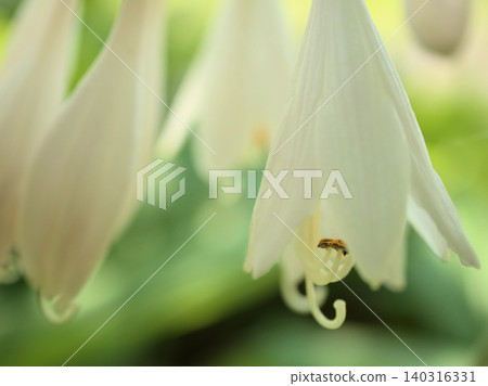 The white flowers of the large-leaved hosta bloomed beautifully in June. The white flowers of the large-leaved hosta bloomed beautifully in June. 140316331