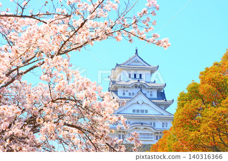 Scenery of cherry blossoms in full bloom and Himeji Castle, Himeji City, Hyogo Prefecture Scenery of cherry blossoms in full bloom and Himeji Castle, Himeji City, Hyogo Prefecture 140316366