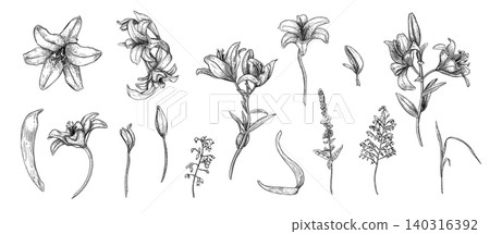 Lily flower illustrations set in black white vector isolated. Hand drawn floral elements for design weddings, Easter celebrations, baptisms, communion, and sympathy memorials. Lilium graphic drawing. Lily flower illustrations set in black white vector isolated. Hand drawn floral elements for design weddings, Easter celebrations, baptisms, communion, and sympathy memorials. Lilium graphic drawing. 140316392