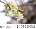 薑黃櫻花(烏肯櫻花) 薑黃櫻花(烏肯櫻花) 140316438