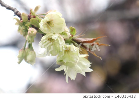 Turmeric cherry blossom (Ukon cherry) 140316438