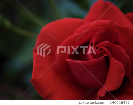 美麗的紅玫瑰「花房」在五月盛開。 美麗的紅玫瑰「花房」在五月盛開。 140316452