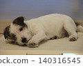 傑克羅素梗幼犬(放鬆狀態) 傑克羅素梗幼犬(放鬆狀態) 140316545