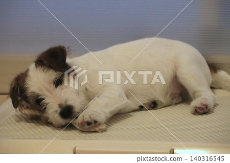 傑克羅素梗幼犬(放鬆狀態) 傑克羅素梗幼犬(放鬆狀態) 140316545
