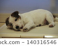 傑克羅素梗幼犬(放鬆狀態) 傑克羅素梗幼犬(放鬆狀態) 140316546