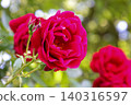 Close-up photo of a red rose 140316597