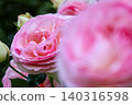 Pink rose close-up photo 140316598