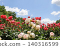 Blue sky and roses in full bloom 140316599