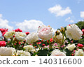 Blue sky and white roses 140316600