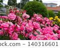 Pink rose in full bloom 140316601