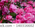 Pink rose in full bloom 140316602