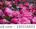 Pink rose in full bloom 140316603
