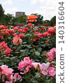 Yono Park: Blue sky and roses in full bloom 140316604