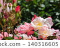 Close-up photo of pink and white roses 140316605