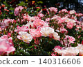 Pink and white roses in full bloom 140316606